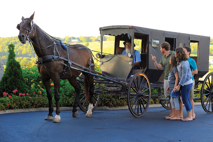 Amish Buggy Ride with horse and buggy