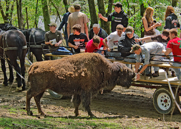 Group on a hay wagon feeding a buffalo.